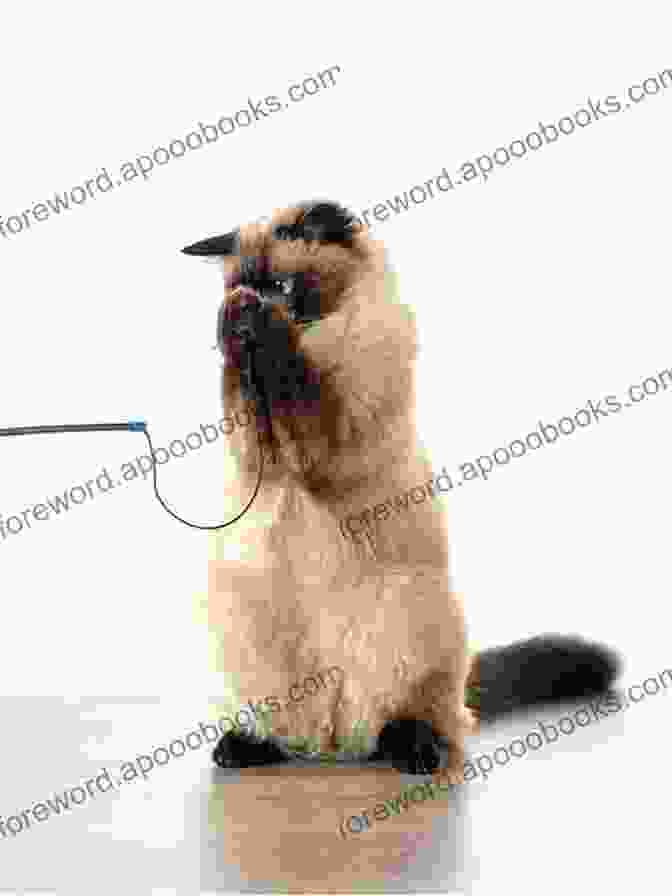 A Balinese Cat Playing With A Toy Balinese Cat As Pet : The Best Pet Owner Manual On Balinese Cat Care Training Personality Grooming Feeding And Health For Beginners