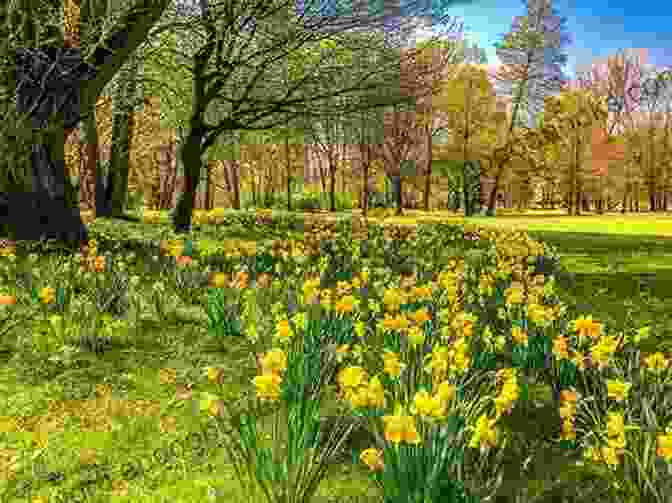 A Breathtaking Photograph Of A Field Of Blooming Daffodils, With A Lush Forest In The Background The Marriage Between The Visual And Language During Spring In New England: The Photography Of Artist Marques Vickers