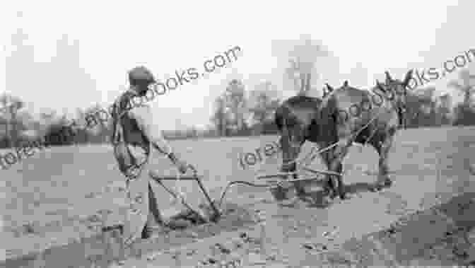 A Farmer Plowing His Field In North Mississippi, With A Mule Drawn Plow. North Mississippi Homeplace: Photographs And Folklife