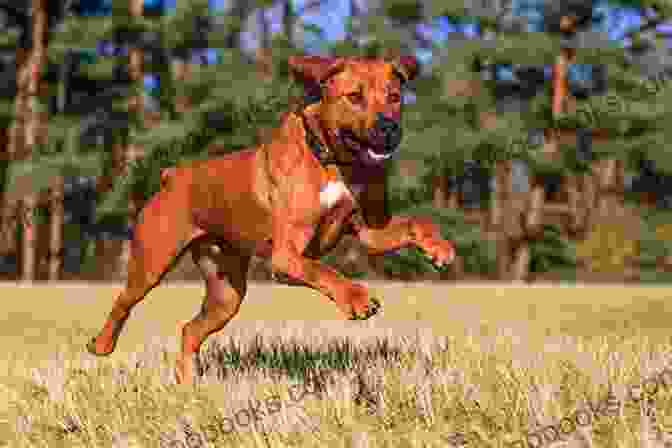 A Majestic Rhodesian Ridgeback Dog Running Through A Field Rhodesian Ridgeback Dog Rhodesian Ridgeback Dog For Costs Care Feeding Grooming Training And Health Rhodesian Ridgeback Dog Owners Manual