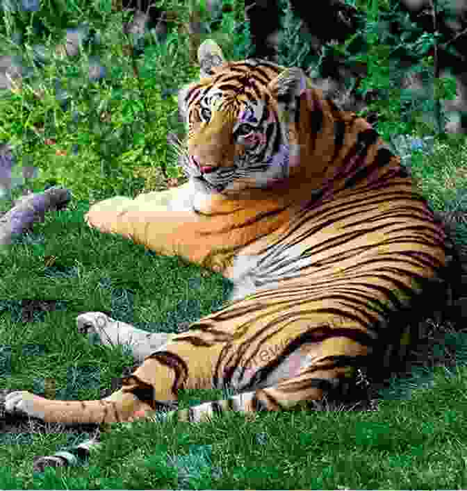 A Majestic Tiger Resting In The Grass Life Between The Tigers Kris Neely