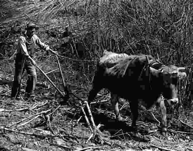 A Man Working On A Farm In Maysville, Kentucky, In The Early 20th Century. Street Photography Of Maysville Kentucky