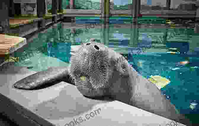 A Manatee In A Captive Environment Manatees And Dugongs Of The World (Marine Life)