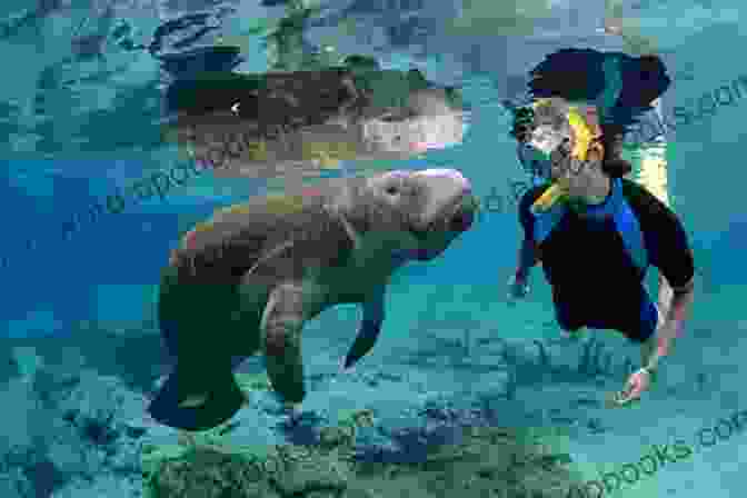 A Manatee Swimming In Clear Water Manatees And Dugongs Of The World (Marine Life)