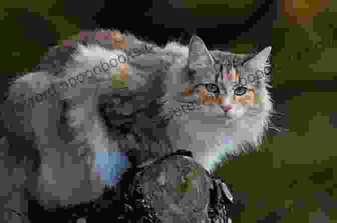 A Norwegian Forest Cat At The Vet Norwegian Forest Cats The Complete Owners Guide Norwegian Cats And Kittens: Includes Advice On Free Download Care Health Breeders Re Homing Adoption And Diet