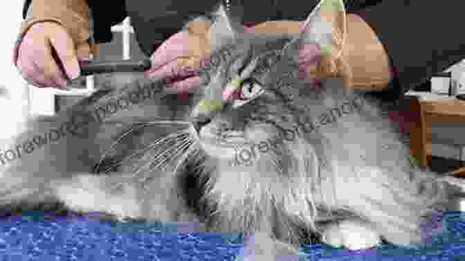 A Norwegian Forest Cat Being Groomed Norwegian Forest Cats The Complete Owners Guide Norwegian Cats And Kittens: Includes Advice On Free Download Care Health Breeders Re Homing Adoption And Diet