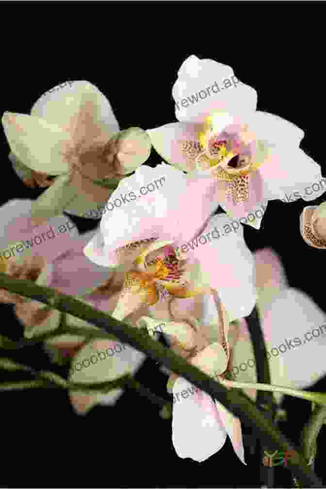 A Photo Of A Phalaenopsis Orchid With Pink Flowers. PHALAENOPSIS ORCHID CARE FOR BEGINNERS: The Step By Step Guide On Growing Fertilizing Trimming And Caring For Phalaenopsis Orchids Or Moth Orchids