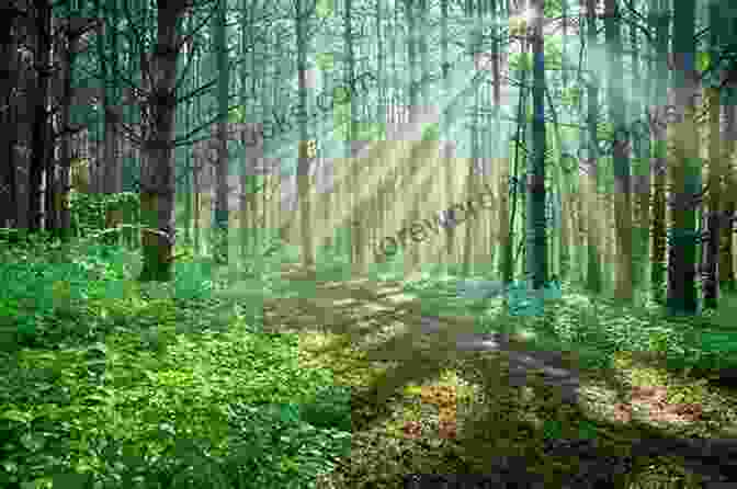 A Picturesque Landscape Of A Lush Forest With Sunbeams Filtering Through The Canopy Forest: An Into The Woods Bonus Chapter