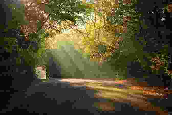 A Serene Photograph Of A Forest Path, With Sunlight Filtering Through The Canopy Of Trees The Marriage Between The Visual And Language During Spring In New England: The Photography Of Artist Marques Vickers