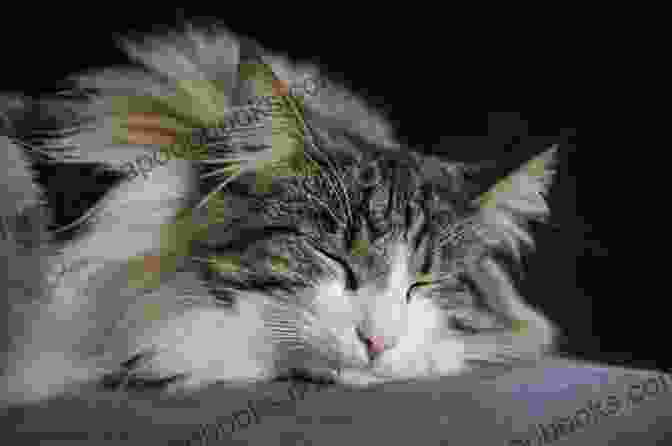 A Sleeping Norwegian Forest Cat Kitten Norwegian Forest Cats The Complete Owners Guide Norwegian Cats And Kittens: Includes Advice On Free Download Care Health Breeders Re Homing Adoption And Diet