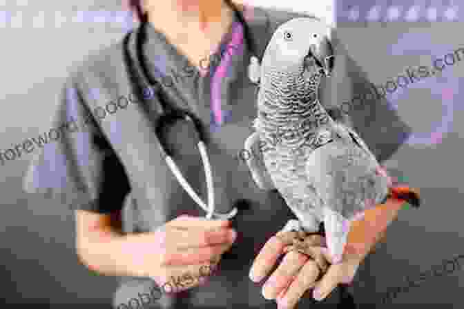 A Veterinarian Examining An Exotic Bird While The Owner Looks On Exotic Pets (Collins Need To Know?)