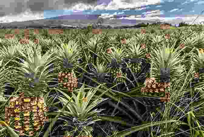 Aerial Photograph Of A Sprawling Pineapple Plantation In Hawai'i, Highlighting The Environmental Degradation Caused By Industrial Agriculture Unsustainable Empire: Alternative Histories Of Hawai I Statehood