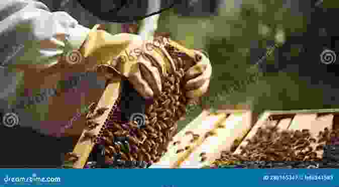 Close Up Of A Beekeeper Inspecting A Beehive BEEKEEPING FOR BEGINNERS: A Beginner Step By Step Guide To Raising And Keeping Bee At Your Backyard