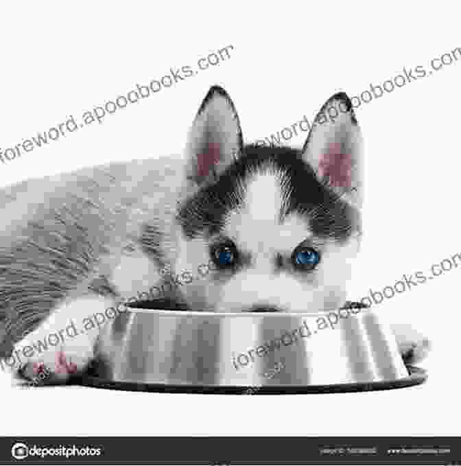 Husky Eating From Bowl Siberian Huskies For Dummies Diane Morgan