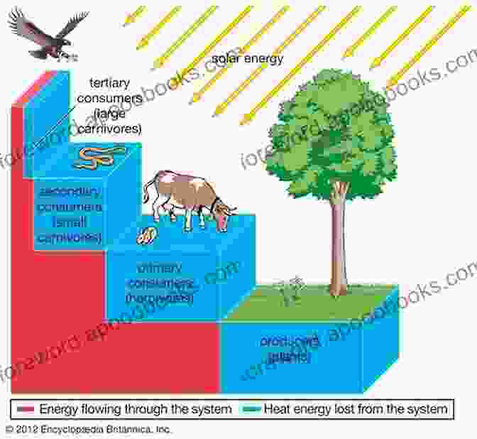 Illustration Of Energy Flow In Living Organisms On Energy: Decipher The Universe And Life