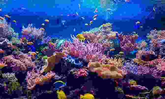 Image Of A Flourishing Coral Reef Ecosystem With Diverse Marine Life The Coral Reef Aquarium: An Owner S Guide To A Happy Healthy Fish (Your Happy Healthy P 124)