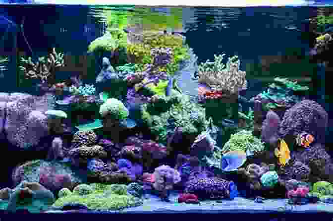 Image Of A Person Performing Regular Maintenance On A Coral Reef Aquarium The Coral Reef Aquarium: An Owner S Guide To A Happy Healthy Fish (Your Happy Healthy P 124)