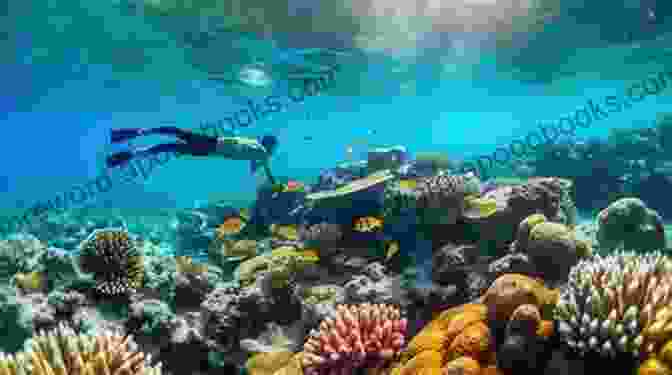 Image Of A Person Snorkeling And Observing A Healthy Coral Reef The Coral Reef Aquarium: An Owner S Guide To A Happy Healthy Fish (Your Happy Healthy P 124)