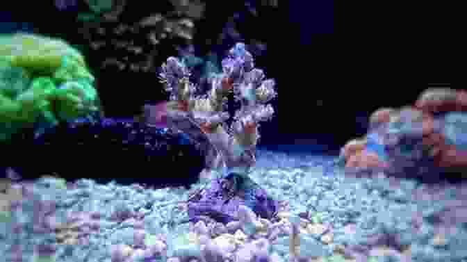 Image Of A Person Using Specialized Tools To Propagate Corals In An Aquarium The Coral Reef Aquarium: An Owner S Guide To A Happy Healthy Fish (Your Happy Healthy P 124)