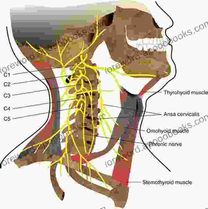 Intricate Anatomy Of The Cervical Plexus: A Surgeon's Guide Surgical Anatomy Of The Cervical Plexus And Its Branches E