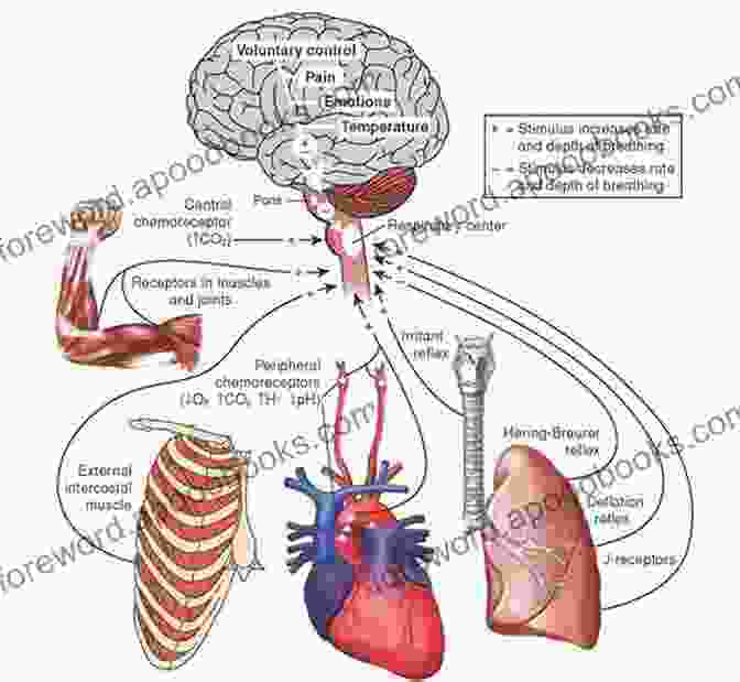 Intricate Pathways Of The Neurological System Prognosis Of Neurological Diseases Frank M Staemmler