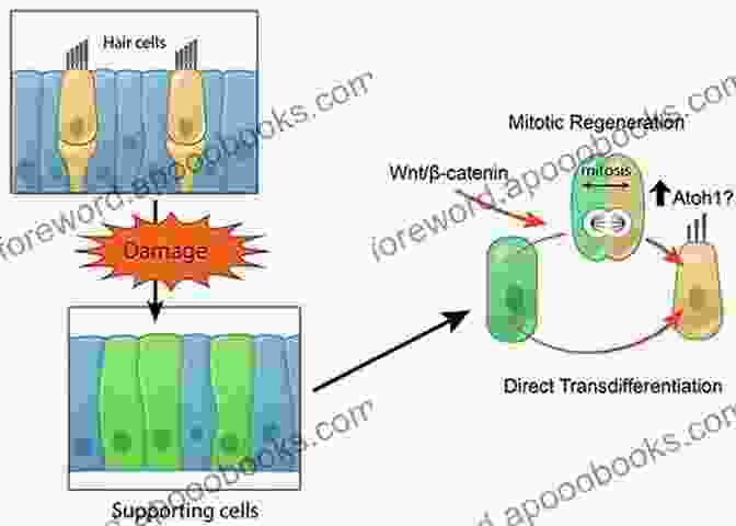 John Smith (K)nowgain: HAIR REGENERATION IS ORGAN REGENERATION