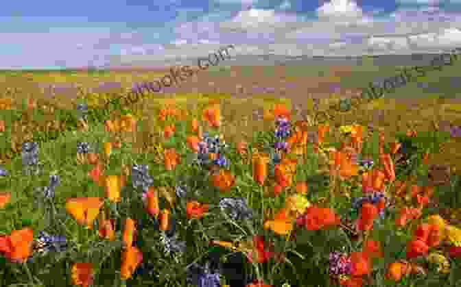 Margo Price Standing In A Grassy Field, Surrounded By Wildflowers, Looking Up At The Sky It Gets Me Home This Curving Track: Objects Essays 2024