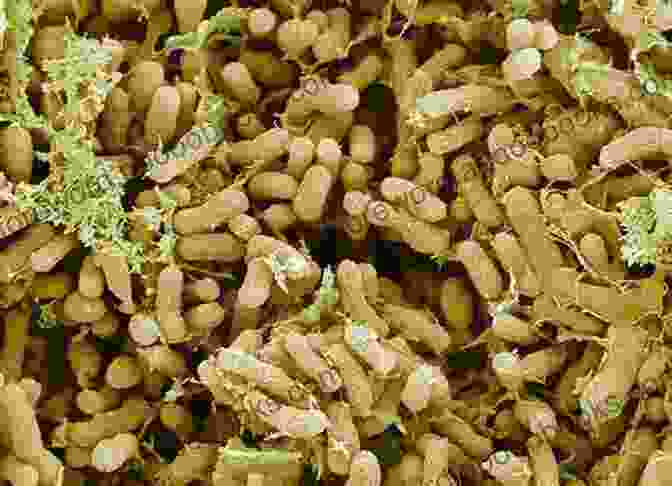 Microscopic View Of Nitrifying Microorganisms THE NITROGEN CYCLE AND WHY IS IT IMPORTANT TO AQUAPONICS: Nitrifying Microorganisms In Aquaponics