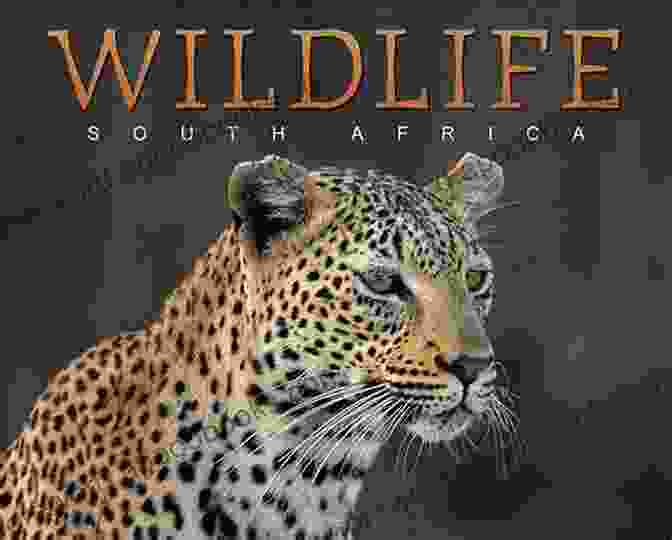 Moremi Wildlife Pictures Coffee Table Book Moremi Wildlife Pictures: Dream Trip Of A Lifetime