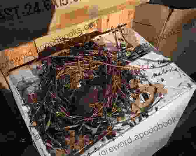 Photograph Of A Pest Control Professional Inspecting A Rat's Nest RATS NEST James C Robinson