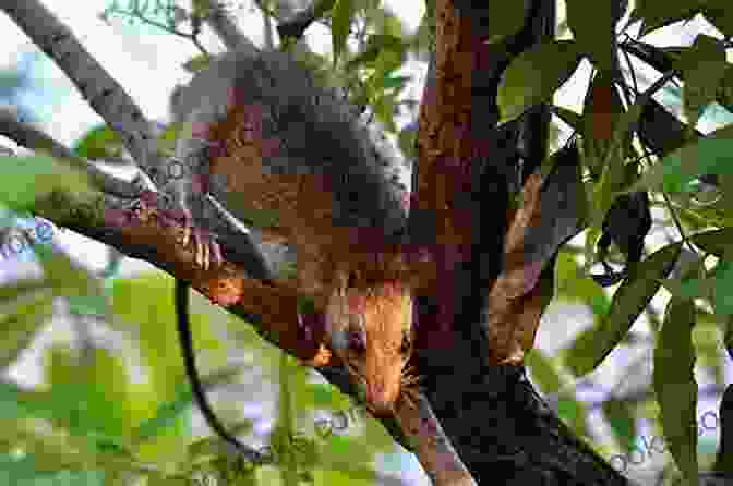 Photograph Of A Rat Foraging For Food In An Urban Setting RATS NEST James C Robinson