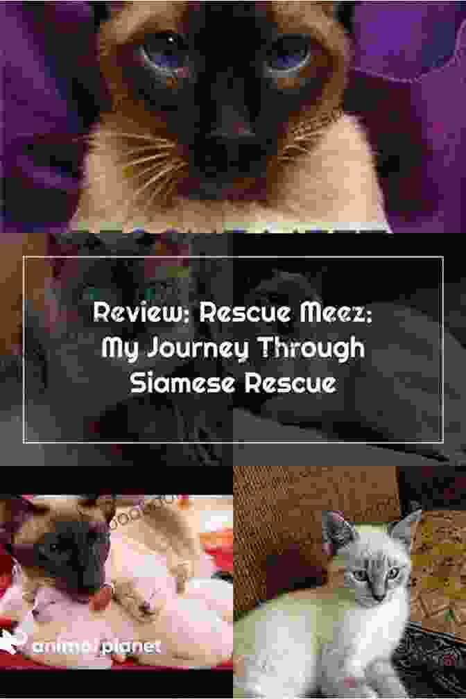 Rescue Meez: A Journey Through Siamese Rescue Rescue Meez: My Journey Through Siamese Rescue