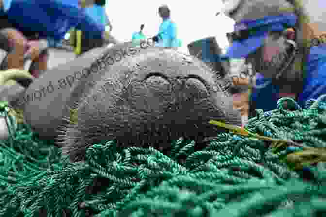 Researchers Tagging A Manatee Manatees And Dugongs Of The World (Marine Life)