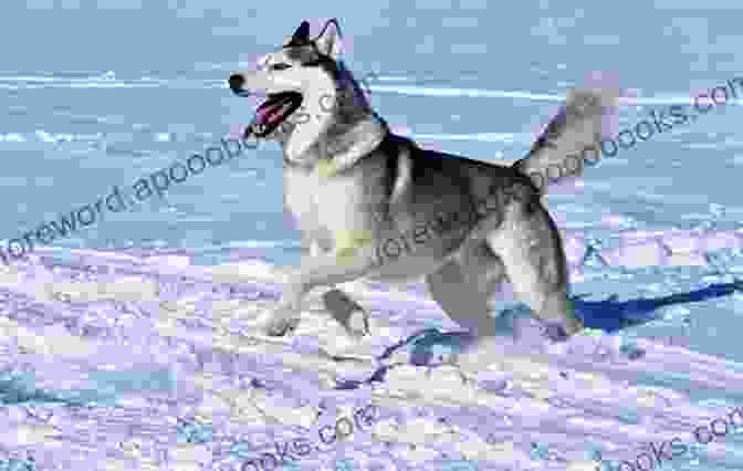 Siberian Husky Running In Snow Siberian Huskies For Dummies Diane Morgan