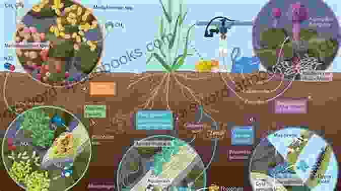 Soil Ecosystem Teeming With Microorganisms Fundamentals Of Soil Ecology David C Coleman