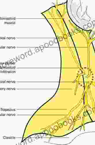 Surgical Anatomy of the Cervical Plexus and its Branches E